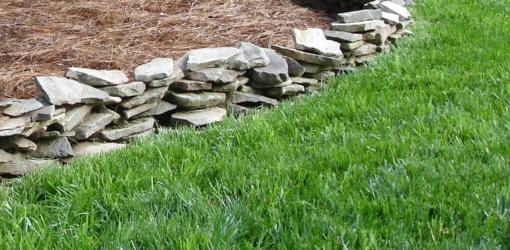 The Perfect Storm For Weeds in Your Lawn