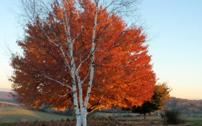 Our 2021 Annual Calendar is in the Works