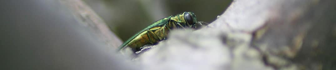 Top 5 Insect Pests Invading Your Landscape