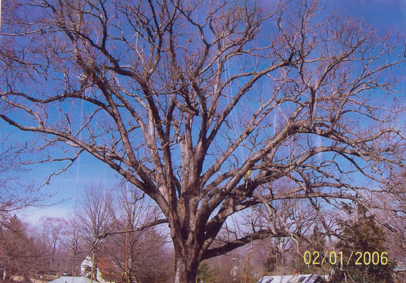 Maplewood Cemetery White Oak
