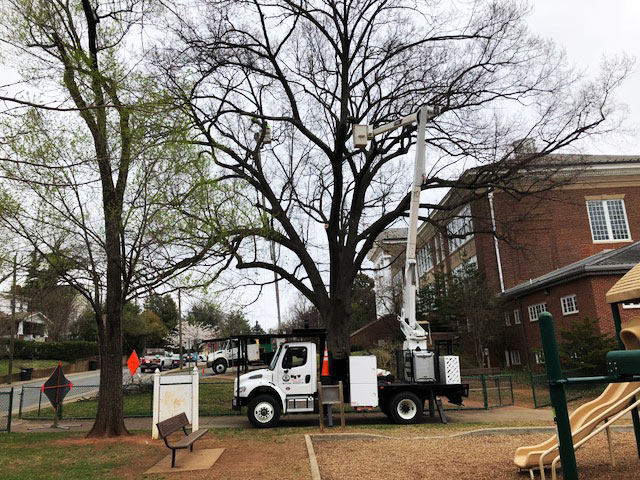 Big O Tree truck working on tree