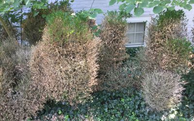 Boxwood Blight