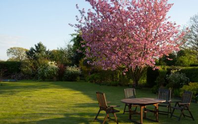 Lawn and Plant Care 2019 Renewals