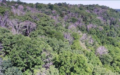 Emerald Ash Borer Attacks Staunton Region