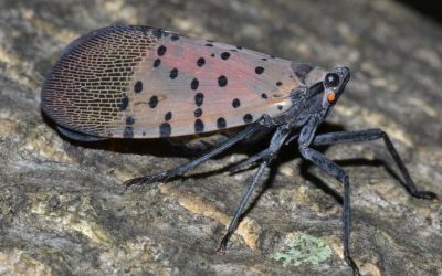 Pests to Look Out For: The Spotted Lanternfly