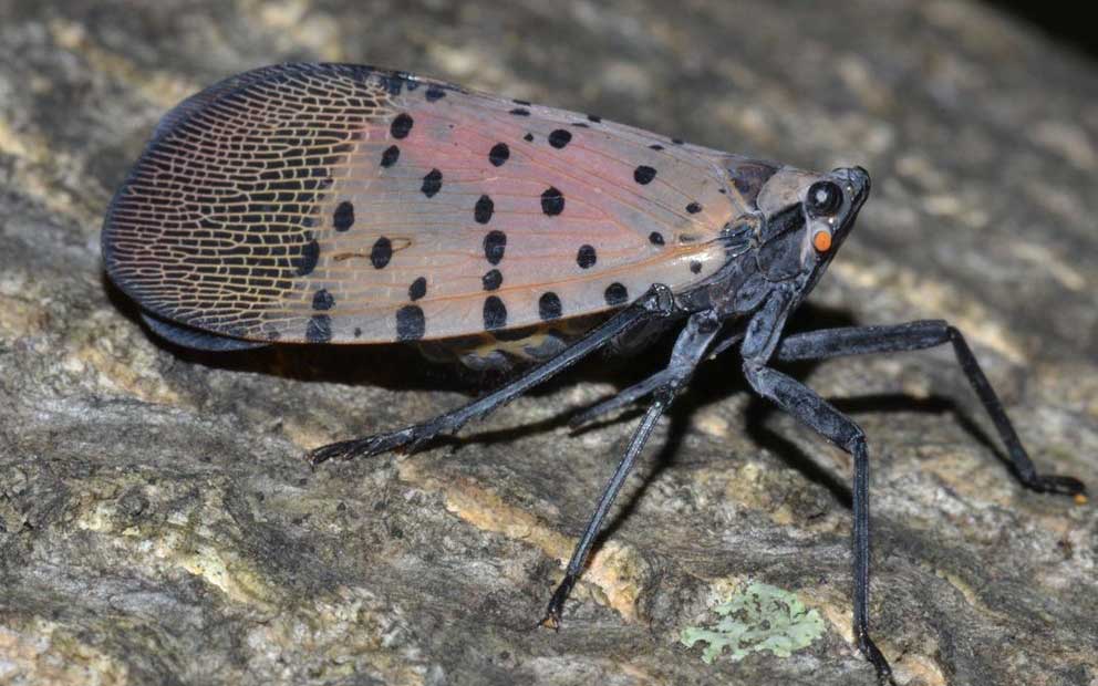 Pests to Look Out For: The Spotted Lanternfly