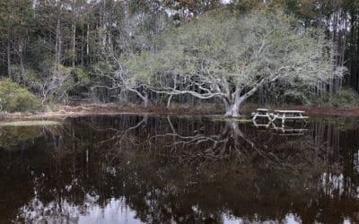 Reflecting on 2019 and Beyond