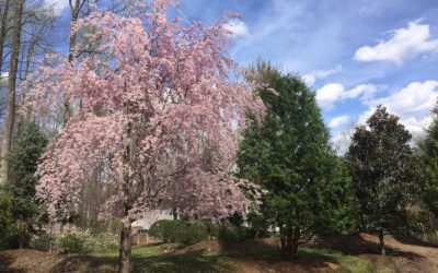 2021 Lawn Care and Plant Health Care Renewals