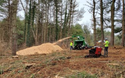 Lot Clearing with Track Mounted Equipment