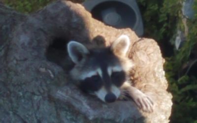 Tree Removal with Compassion