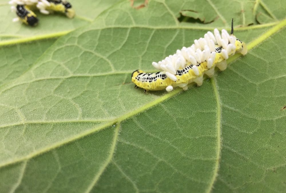 The Case of the Body Snatchers