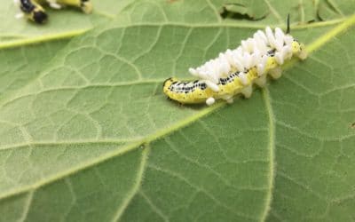 The Case of the Body Snatchers