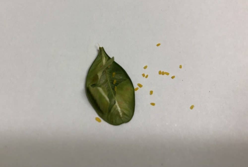 Protect Your Boxwood from the Pests Like the Leaf Miner