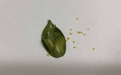 Protect Your Boxwood from the Pests Like the Leaf Miner