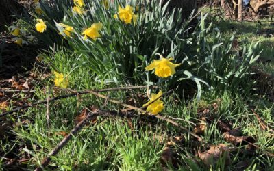 Early Spring! What Does That Mean?