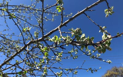 What Fungal Diseases Affect the Dogwood Tree?