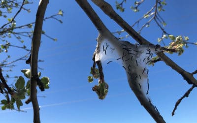 What is a Tent Caterpillar?