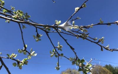 Eastern Tent Caterpillar