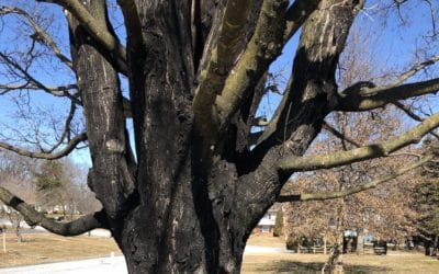 What is that black stuff on my Sugar Maple tree?