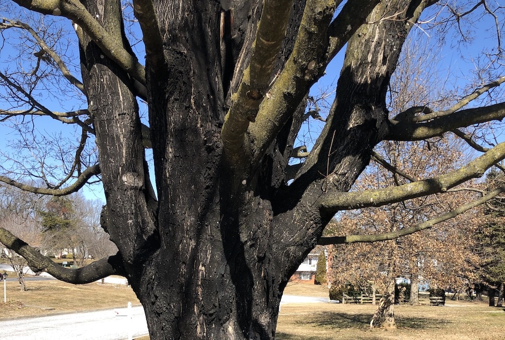 What is that black stuff on my Sugar Maple tree?