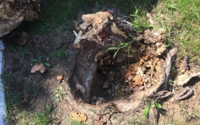 What are Stem Girdling Roots?