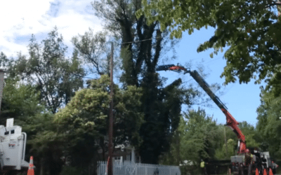 Check Out Big O Tree’s Newest Addition – Video