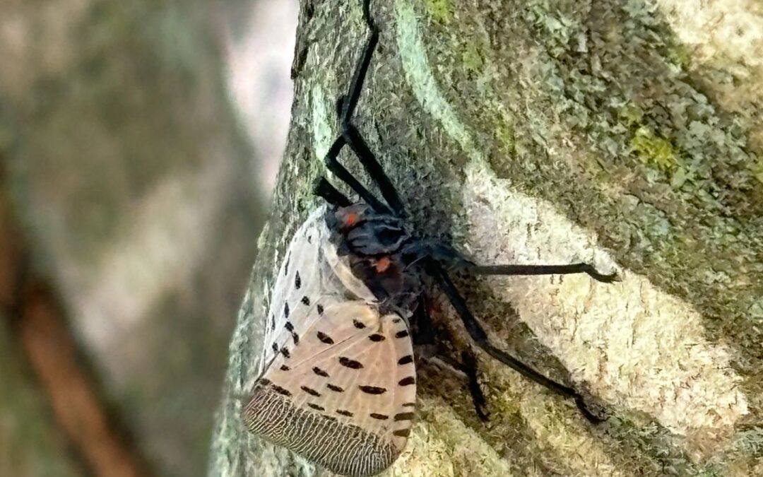 Spotted Lantern Fly in the Shenandoah Valley