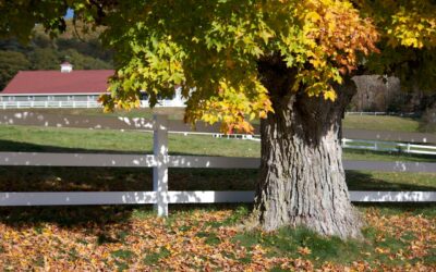 Gloomy Scale: The Silent Killer of Maple Trees