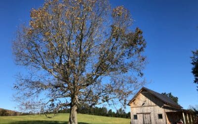 How Plant Growth Regulators Enhance the Health of Landscape Plants and Trees